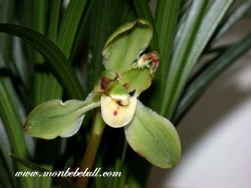 Chinese Cymbidium 2.jpg